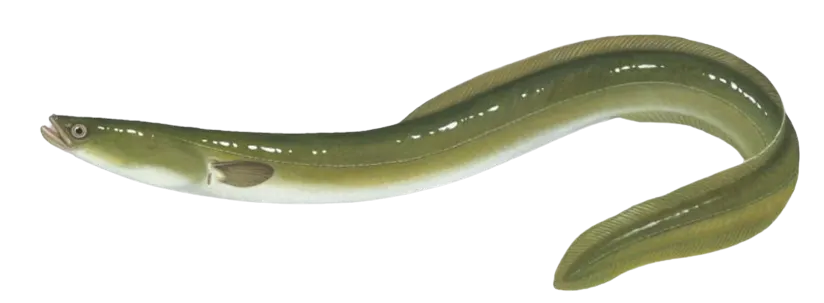 Aal