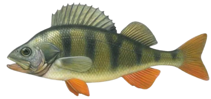 Flussbarsch
