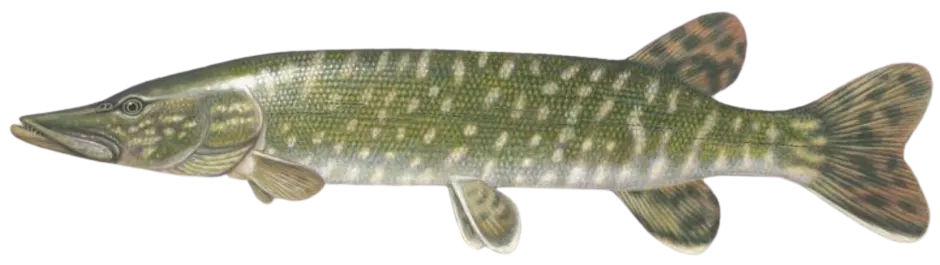 Hecht