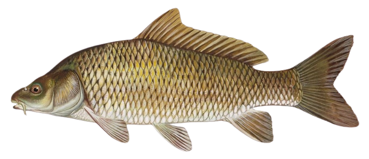 Karpfen
