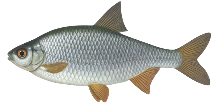 Rotauge