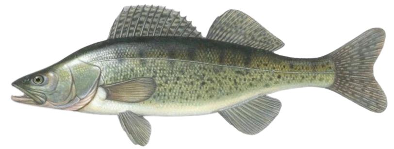 Zander